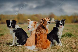 Group of happy dogs border collies on the grass in summer