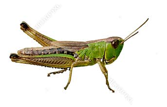 Isolated green grasshopper closeup