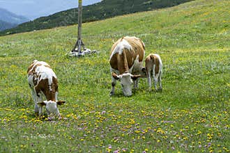 Mountain field with cows in the alp
