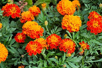 Close up of beautiful Marigold flower in the garden