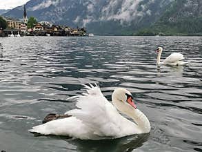 Swans in the Hallstatt city, Austria