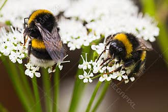 Bumble bees busy gathering nectar in summer