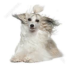 Chinese Crested Dog with hair in the wind