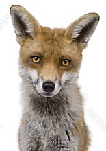 Close-up headshot of Red Fox, 1 year old