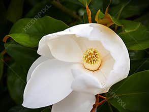 Magnolia blossom closeup of carpels and stamens