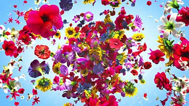 Exploding colorful flowers