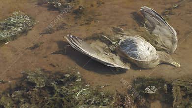 Dead bird lies in a polluted pond