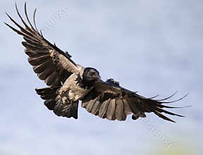 hooded crow in the air