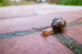 A snail, a kind of mollusc
