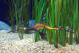 Sea Dragon