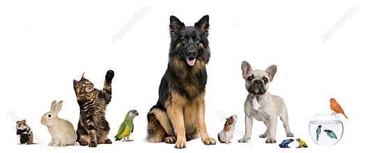 Group of pets together