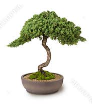 Bonsai Tree Wisdom