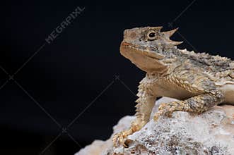 Horned lizard