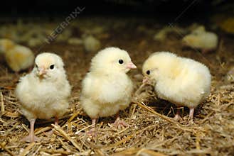 Big poultry rearing farm