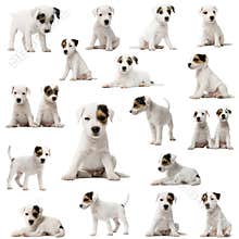 Collection of Parson Russell Terrier puppies