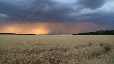 Storm clouds and lightning in the sunset sky over a field of wheat. Evening landscape
