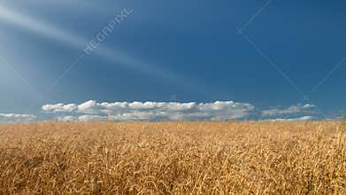 Wheat field
