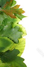 Leaves