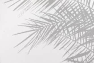 Gray shadow of natural palm leaves on a white concrete textured wall