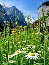 Switzerland Landscape