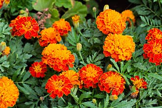 Close up of beautiful Marigold flower in the garden