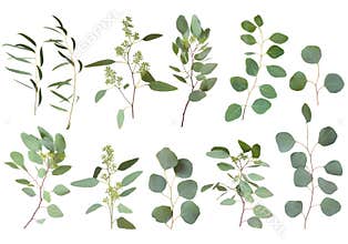 Eucalyptus silver dollar greenery, gum tree foliage natural leaves & branches designer art tropical elements set bundle photo. Ima