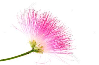 Silk tree Albizia julibrissin in bloom on white background.