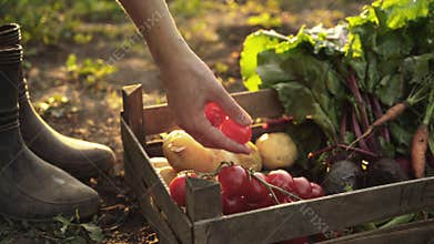 Farmer folding harvest of tomatoes, beets, potatoes, carrots in a wooden box on eco farm in sunset light.