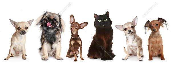 Group of small dogs and a cat