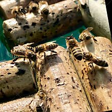 Winged domestic bees flew to watering place