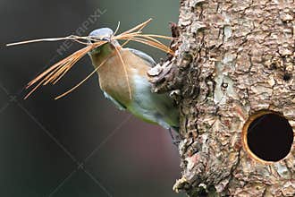 Eastern Bluebird