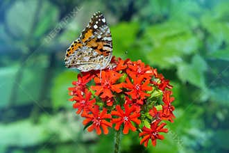 A beautiful butterfly is sitting on the flower. Lychnis chalcedonica