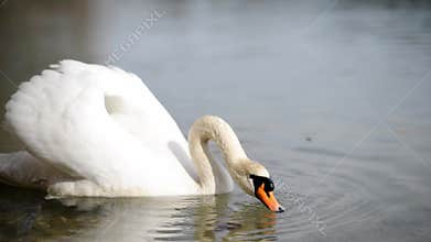 Swan floating on the river