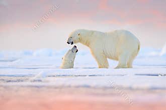 Polar bear swimming in water. Two bears playing on drifting ice with snow. White animals in the nature habitat, Alaska, Canada.