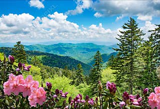 Beautiful azaleas blooming in North Carolina mountains.