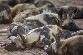 African wild dog in Kruger National park, South Africa