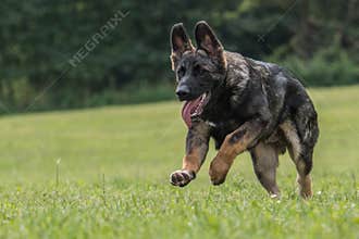 German shepherd jumping and running in late summer meadow