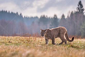 Cougar Puma concolor, also commonly known as the mountain lion, puma, panther, or catamount. is the greatest of any large wild t
