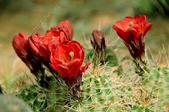 Desert Flowers