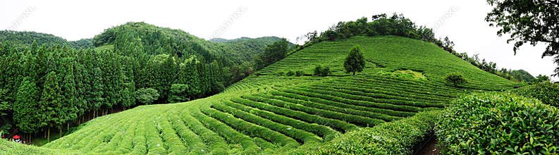 Tea farm