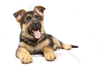 German shepard dog