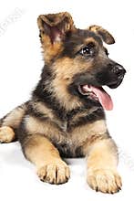 German shepard dog