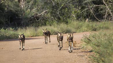 African wild dog in Kruger National park, South Africa