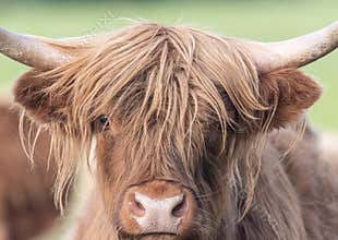 A close up photo of a Highland Cow