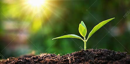 small tree growing in garden with sunrise. eco concept earth day