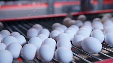 Eggs on the transportation line