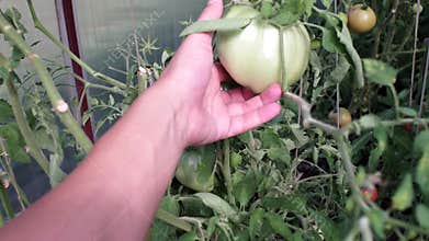 Checking the harvest of green tomatoes in the greenhouse selective focus. Farmer`s hand takes a tomato