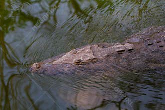 Wildlife: Wild Swamp Crocodile Swimming in Lagoon in Jungle