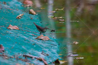 Wildlife: Northern Waterthrush feed on insects in artificial water reserve in the Jungle