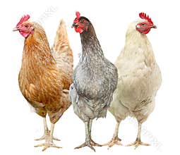 Beautiful hen isolated on white background. Three Chickens